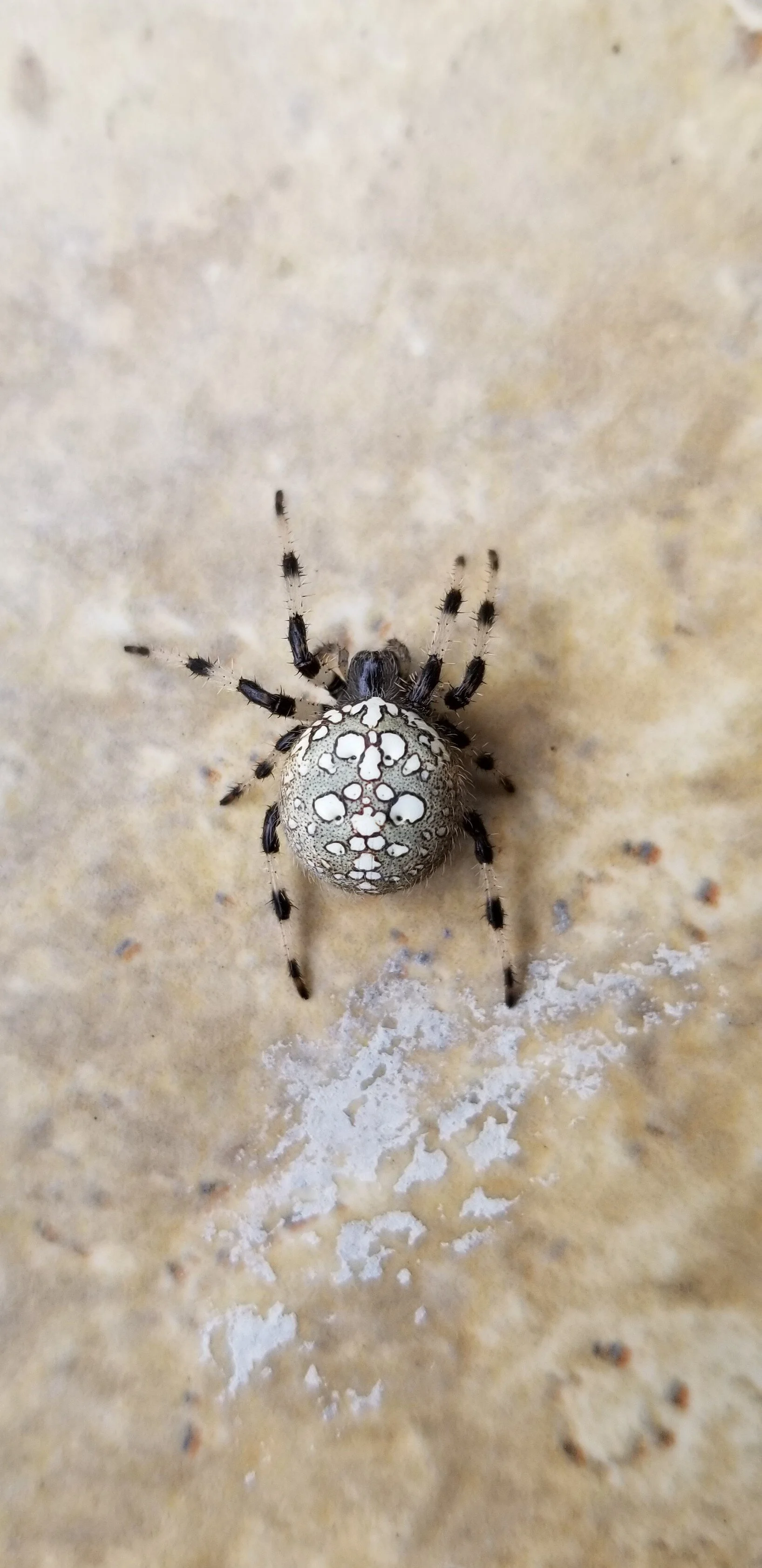 Meet the Shamrock Orb Weaver — Anoka County Master Gardeners