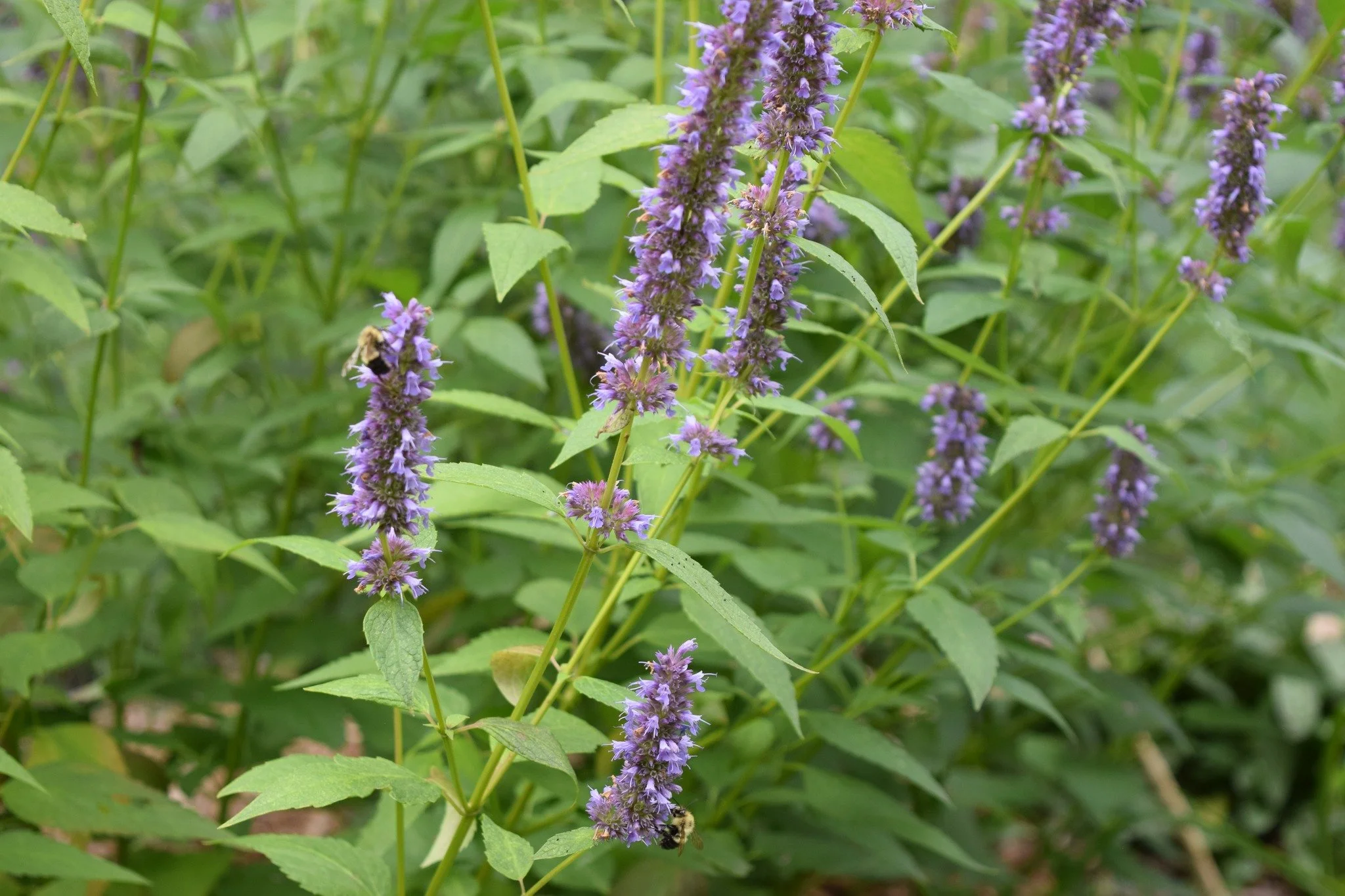 Anise Hyssop — Anoka County Master Gardeners