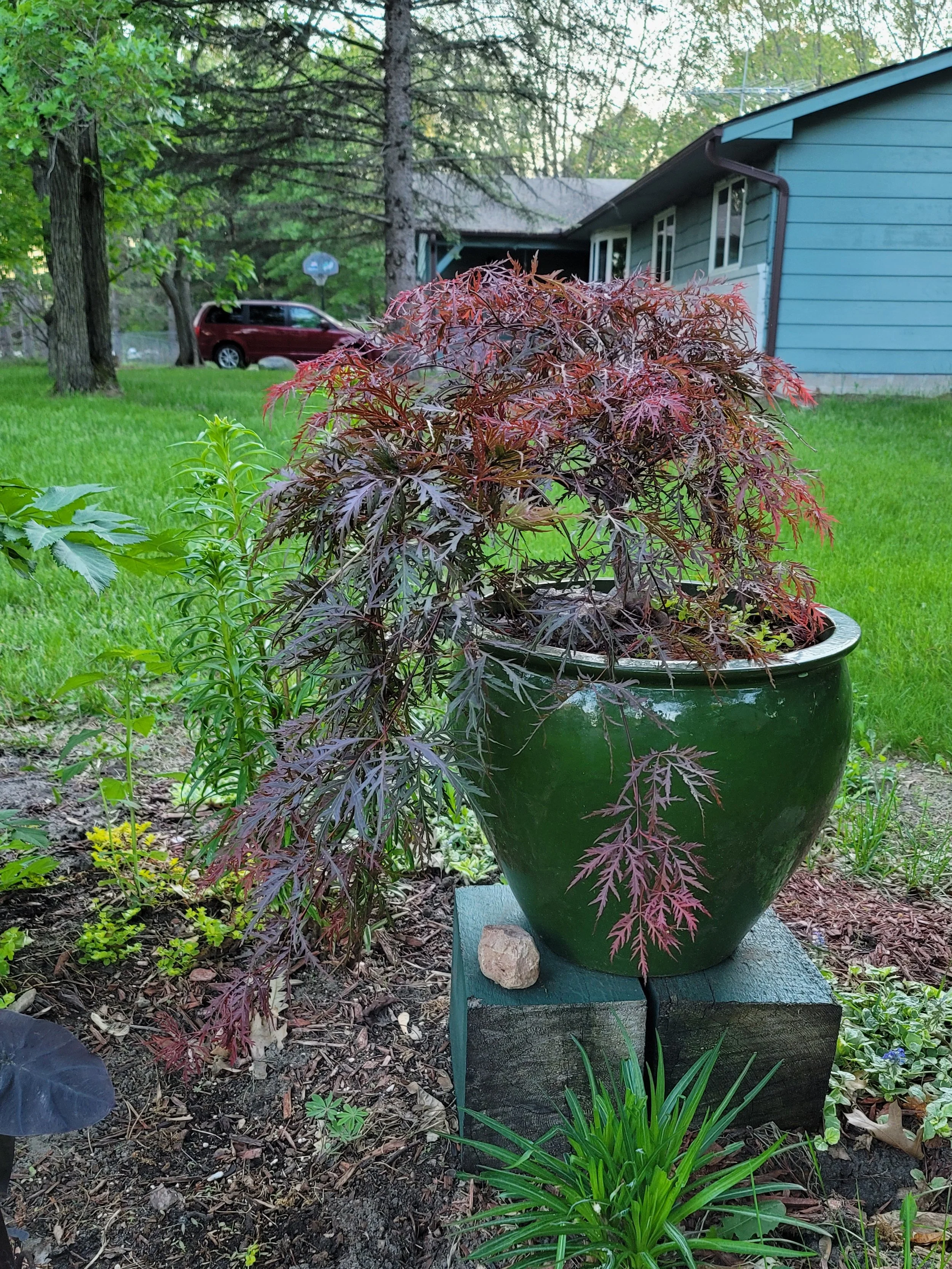 Dwarf Japanese Maple In Container