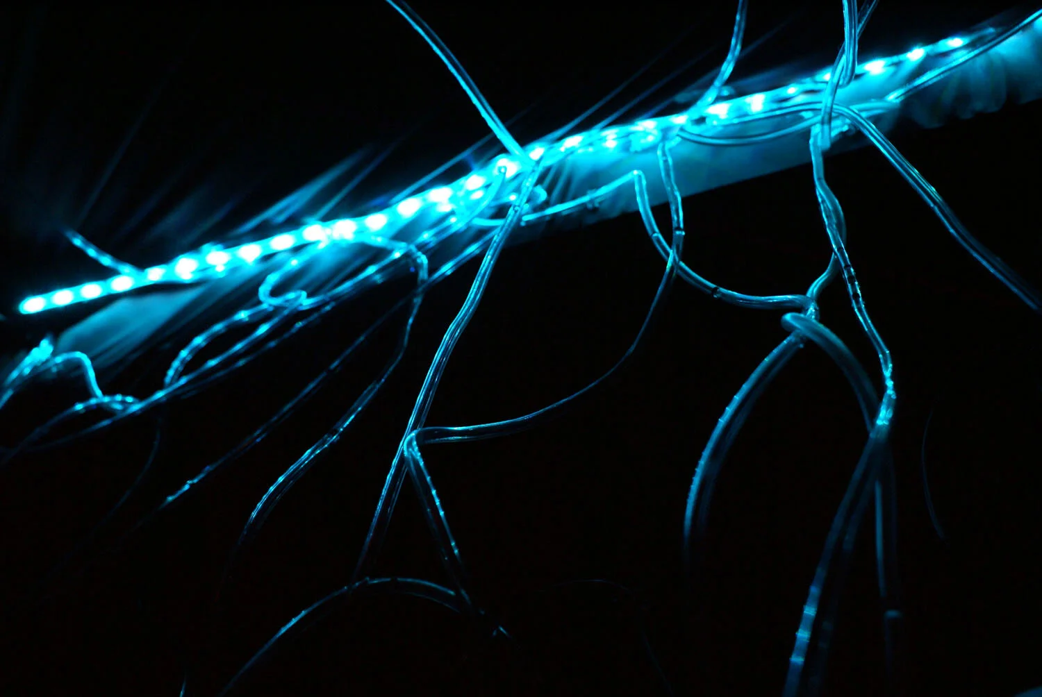 Synaesthetic Arboretum