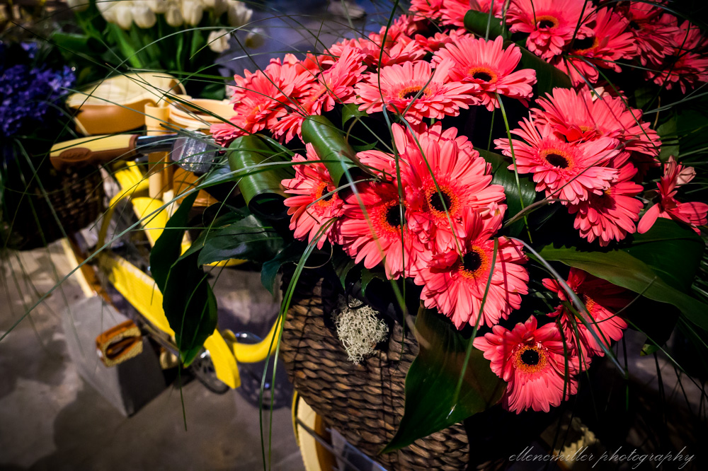 20170313PhilaFlowerShow-17.jpg