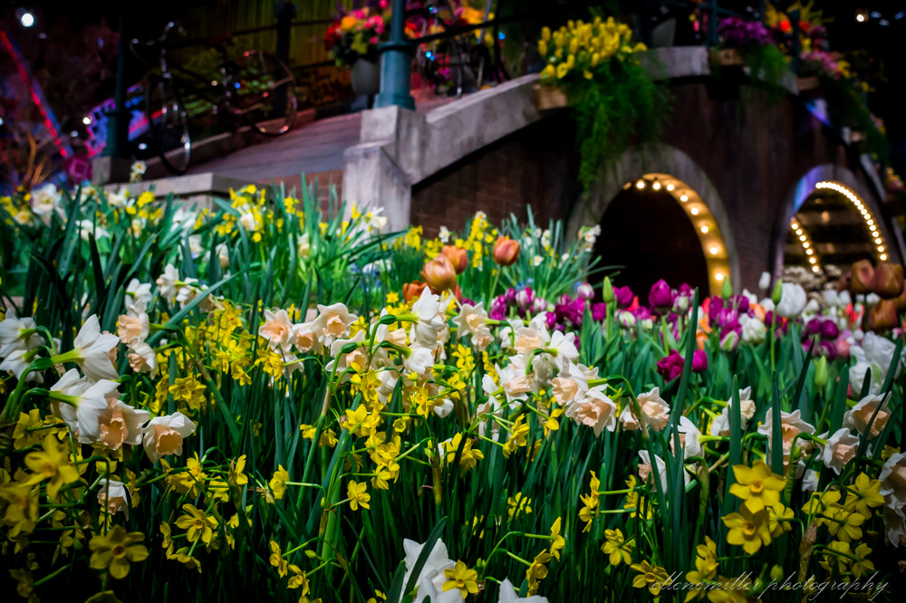 20170313PhilaFlowerShow-23.jpg