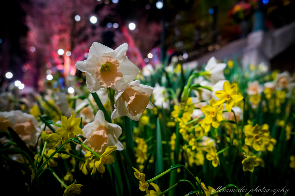 20170313PhilaFlowerShow-26.jpg