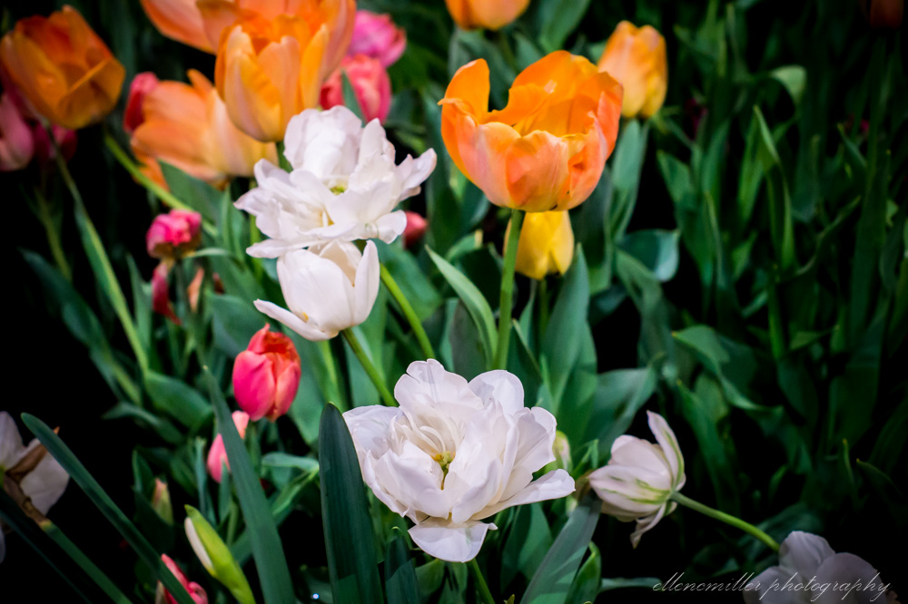 20170313PhilaFlowerShow-38.jpg