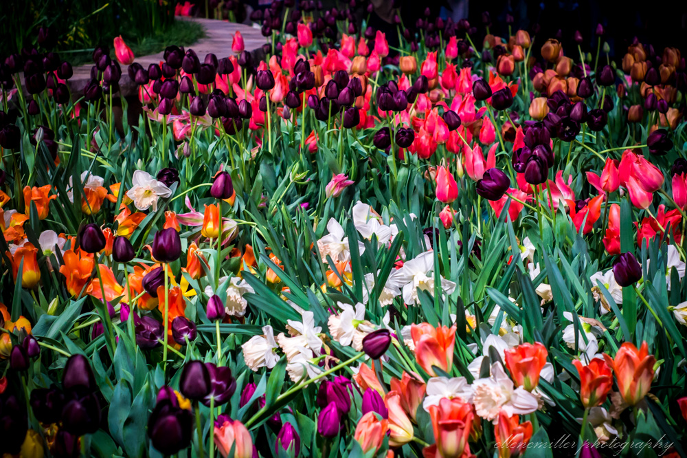20170313PhilaFlowerShow-43.jpg