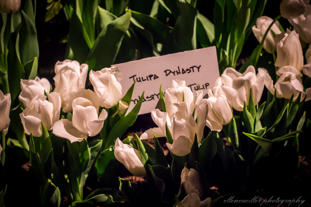 20170313PhilaFlowerShow-54.jpg