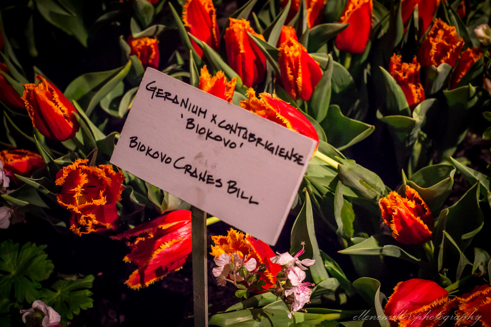 20170313PhilaFlowerShow-58.jpg