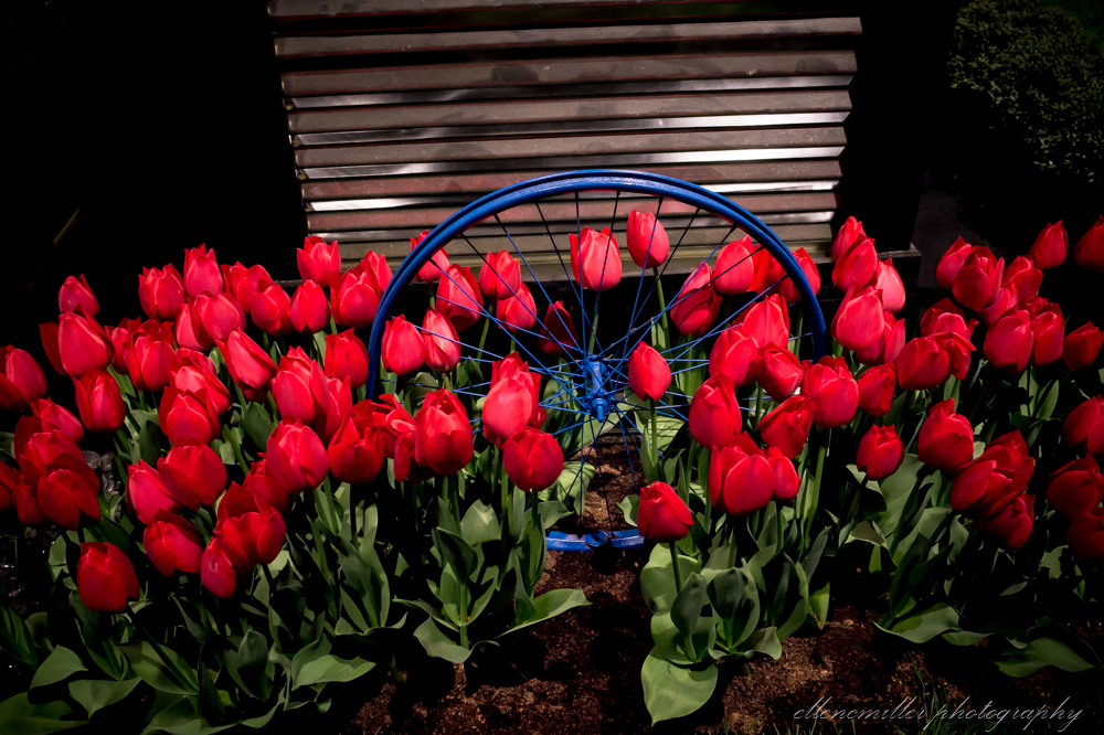 20170313PhilaFlowerShow-73.jpg