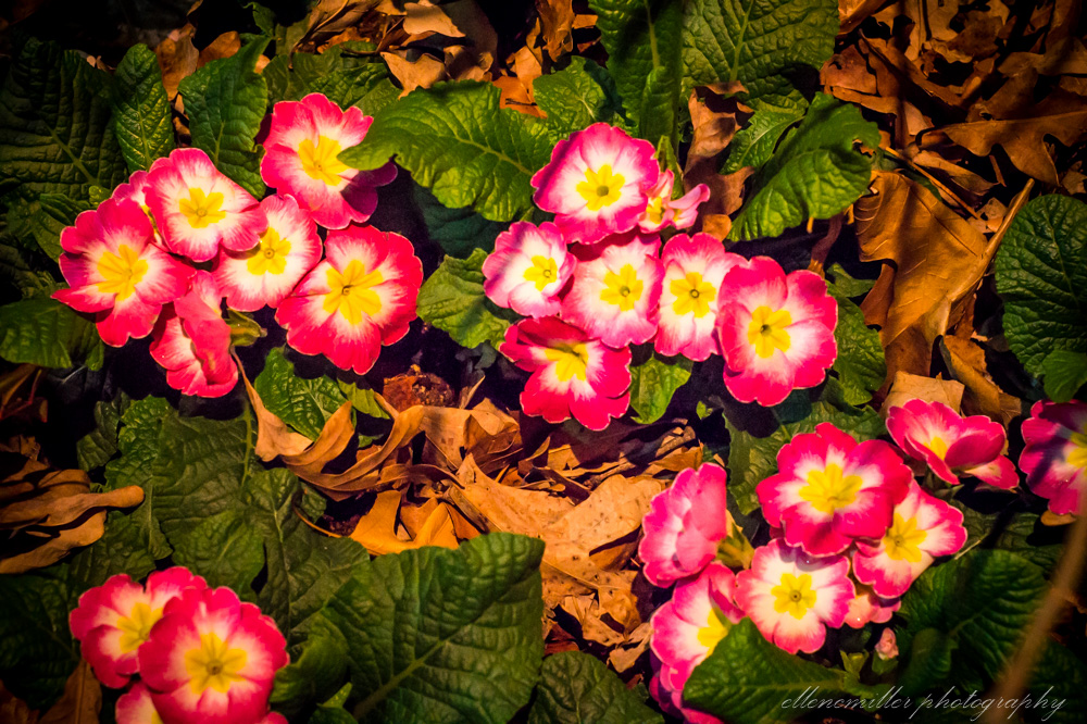 20170313Flower Show-12.jpg