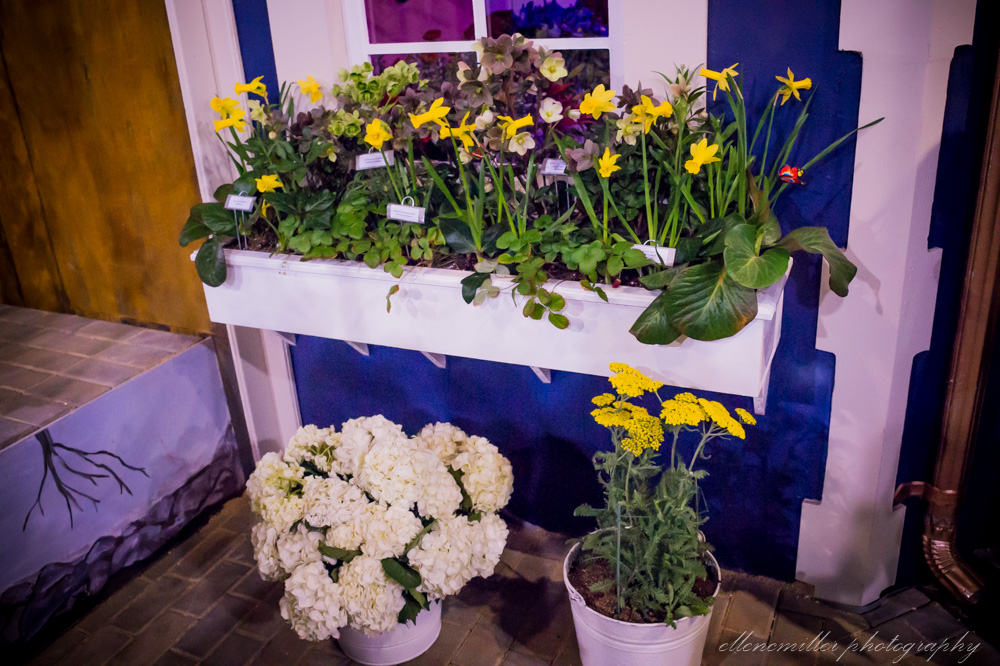 20170313Flower Show-40.jpg