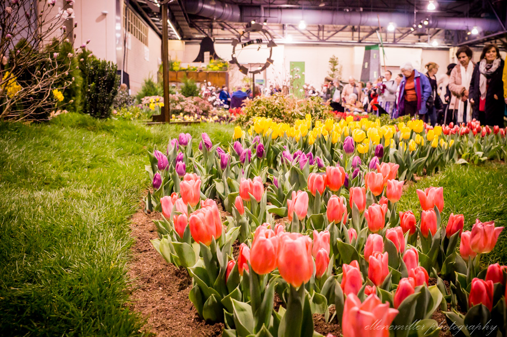20170313Flower Show-50.jpg