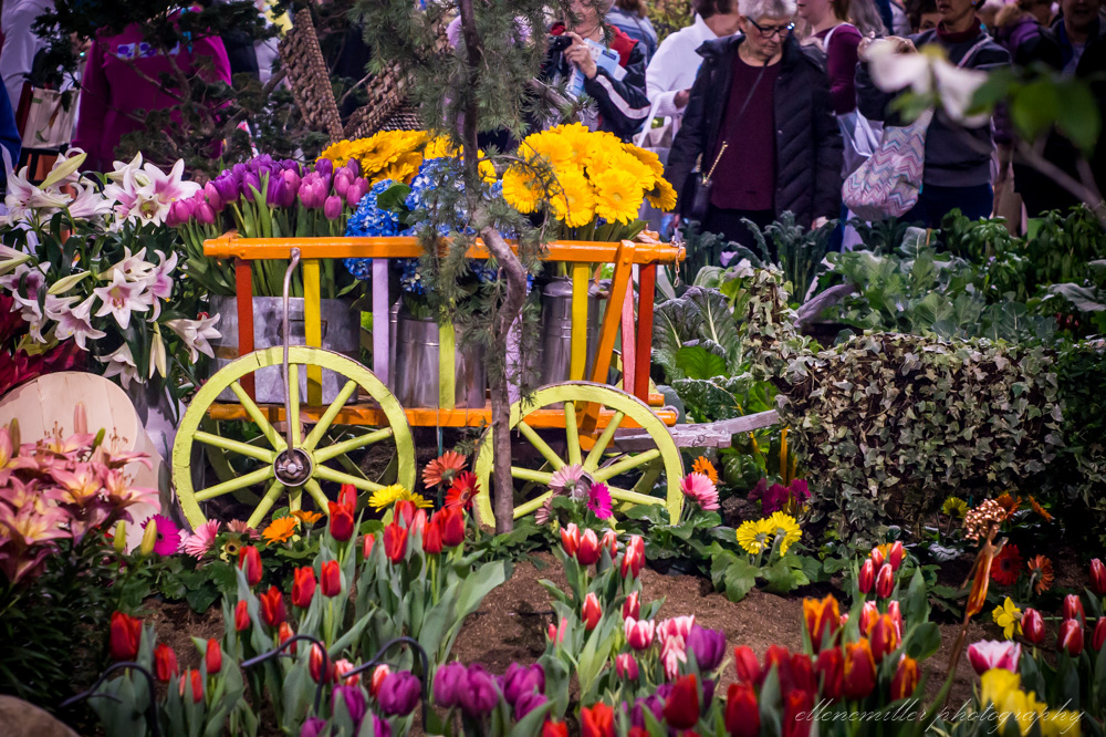 20170313Flower Show-60.jpg