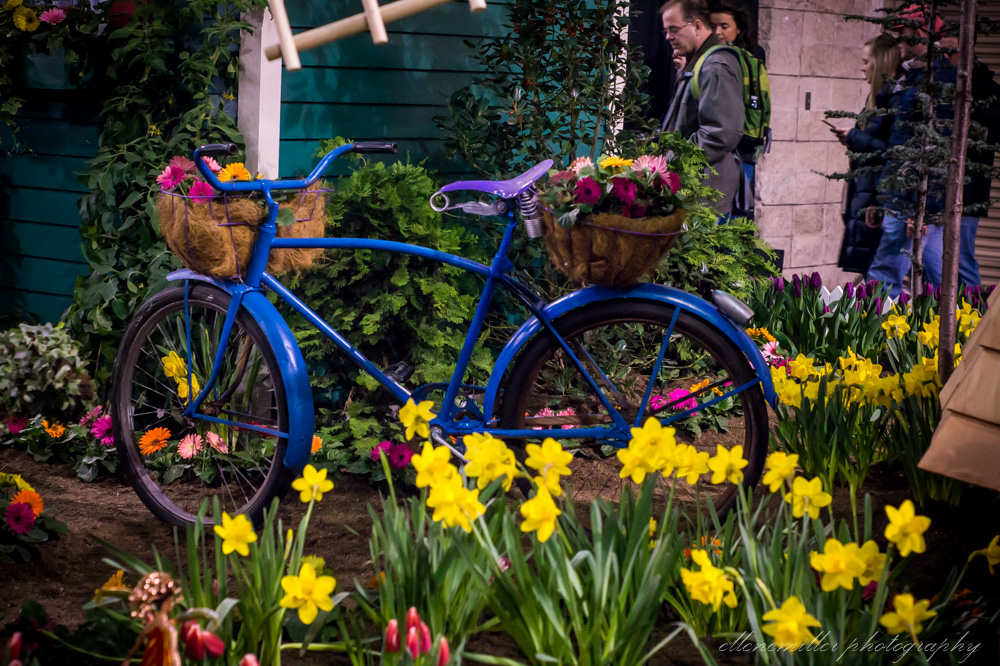 20170313Flower Show-62.jpg