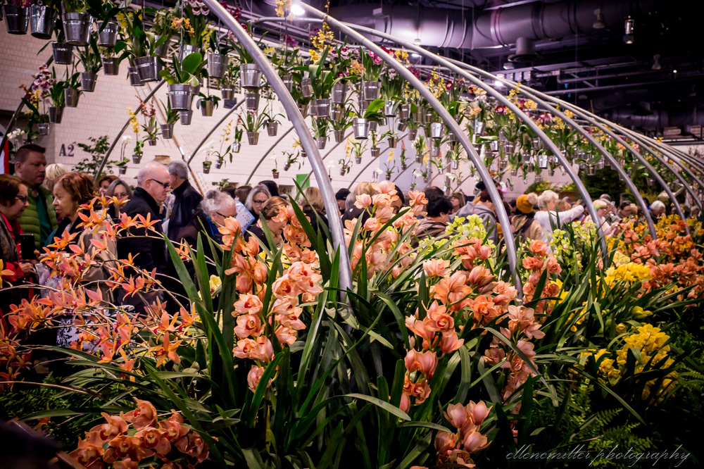 20170313Flower Show-87.jpg