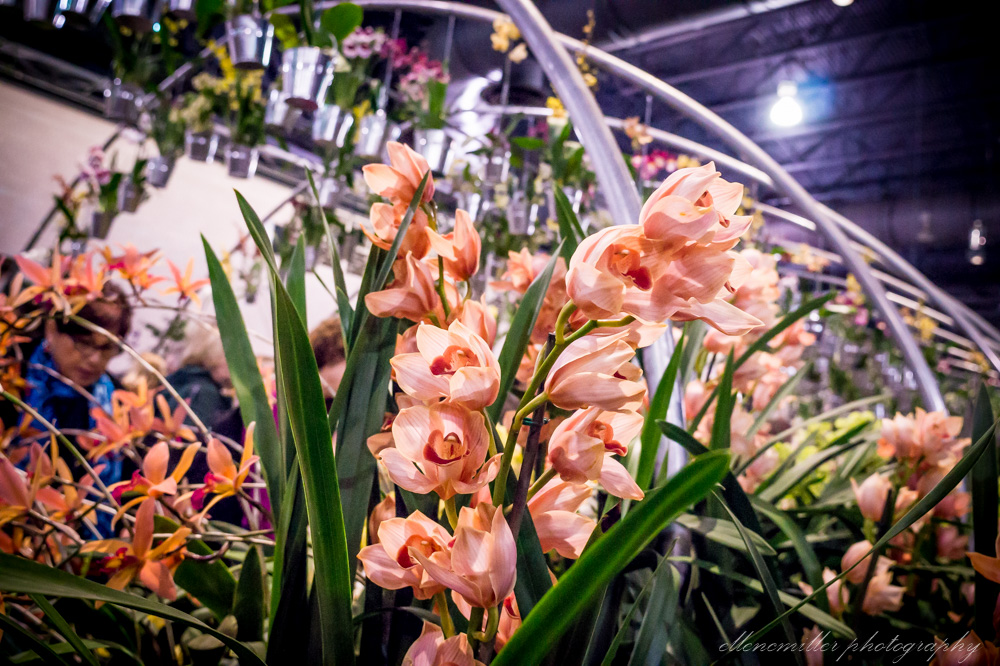 20170313Flower Show-90.jpg