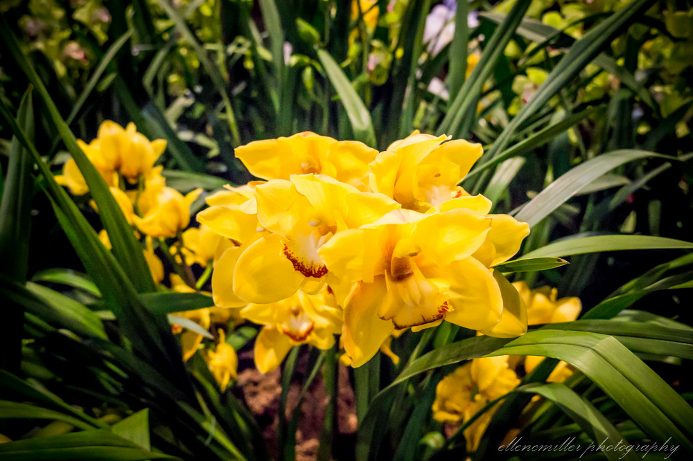 20170313Flower Show-94.jpg