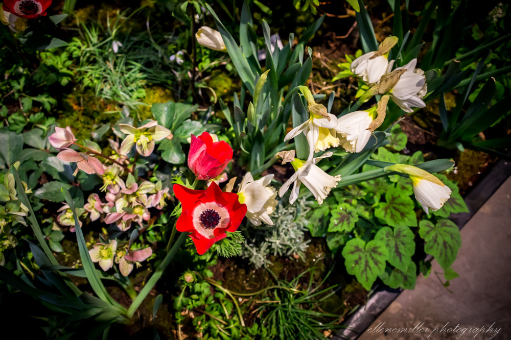 20170313PhilaFlowerShow-104.jpg