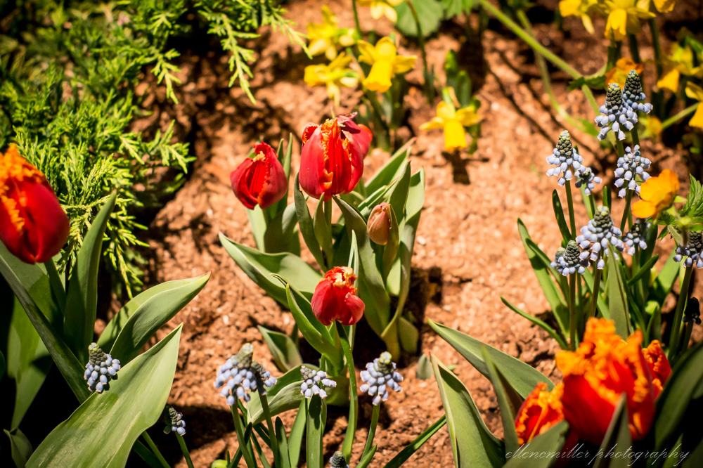 20170313PhilaFlowerShow-115.jpg