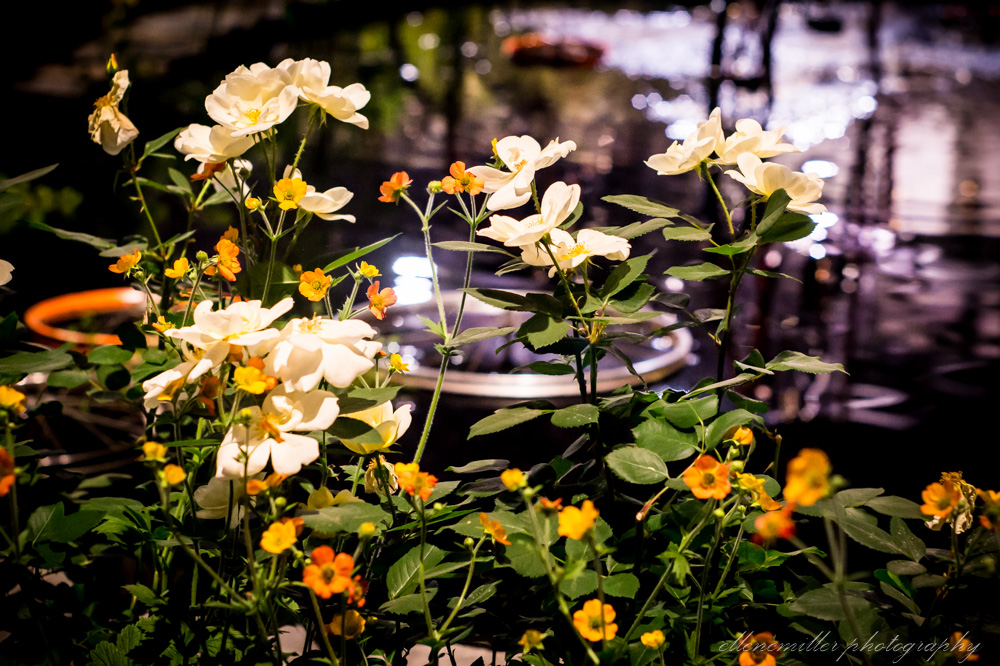 20170313PhilaFlowerShow-119.jpg