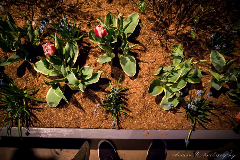 20170313PhilaFlowerShow-137.jpg