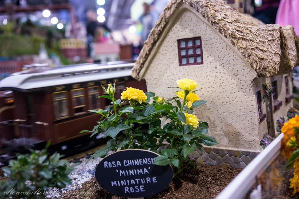 Train set