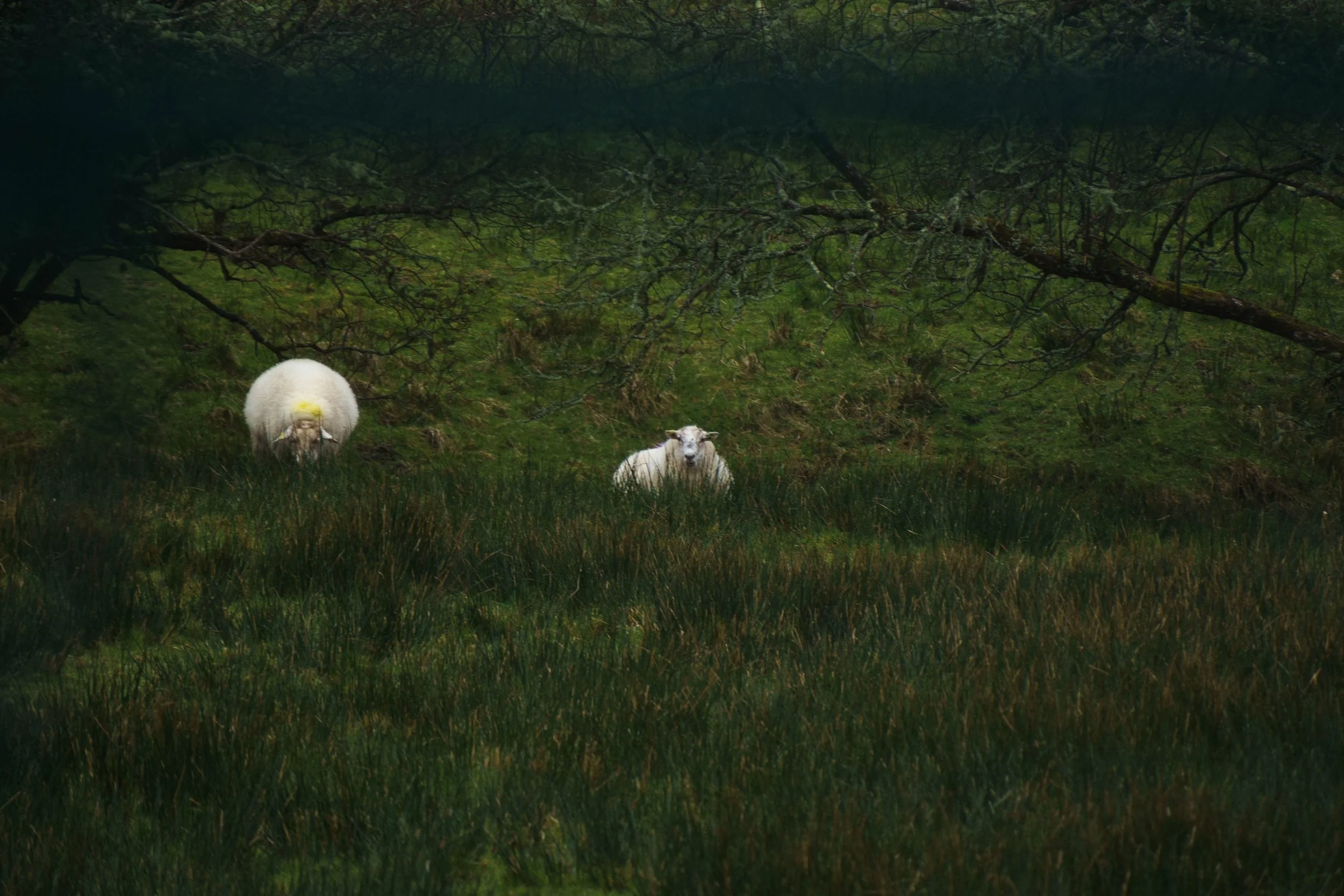 Connemara_Ireland 03-26-09287.jpg