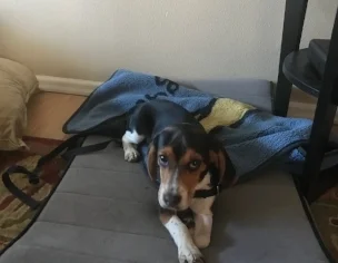 sparky.jpeg