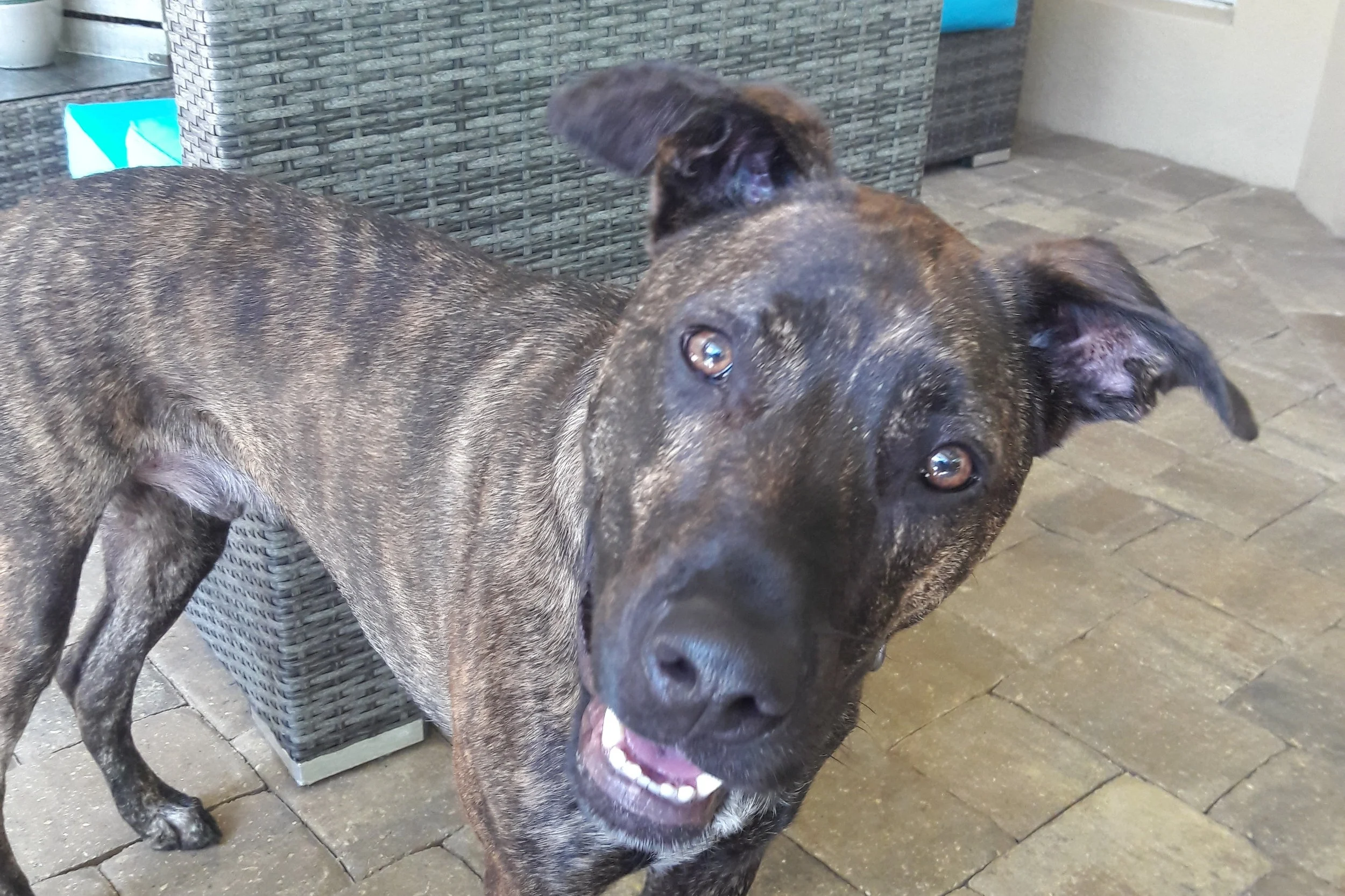 Zeek has amazing attention and focus thanks to Taryn!