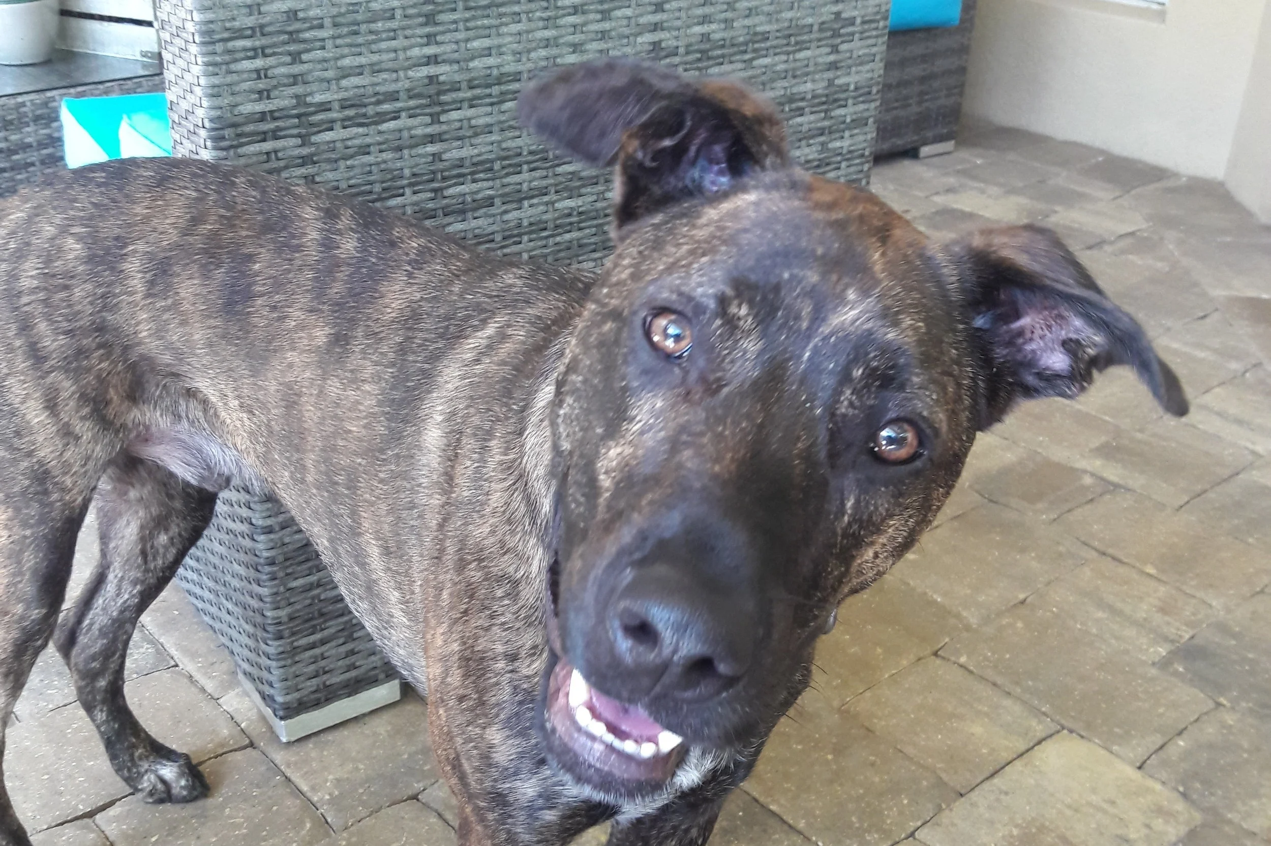 Zeek has amazing attention and focus thanks to Taryn!