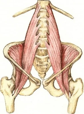 3 Crucial Reasons To Get To Know Your Psoas