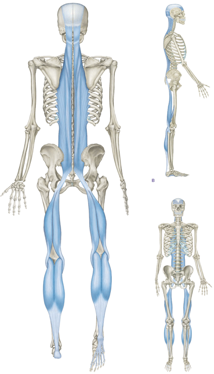 Tom Myers, Anatomy Trains