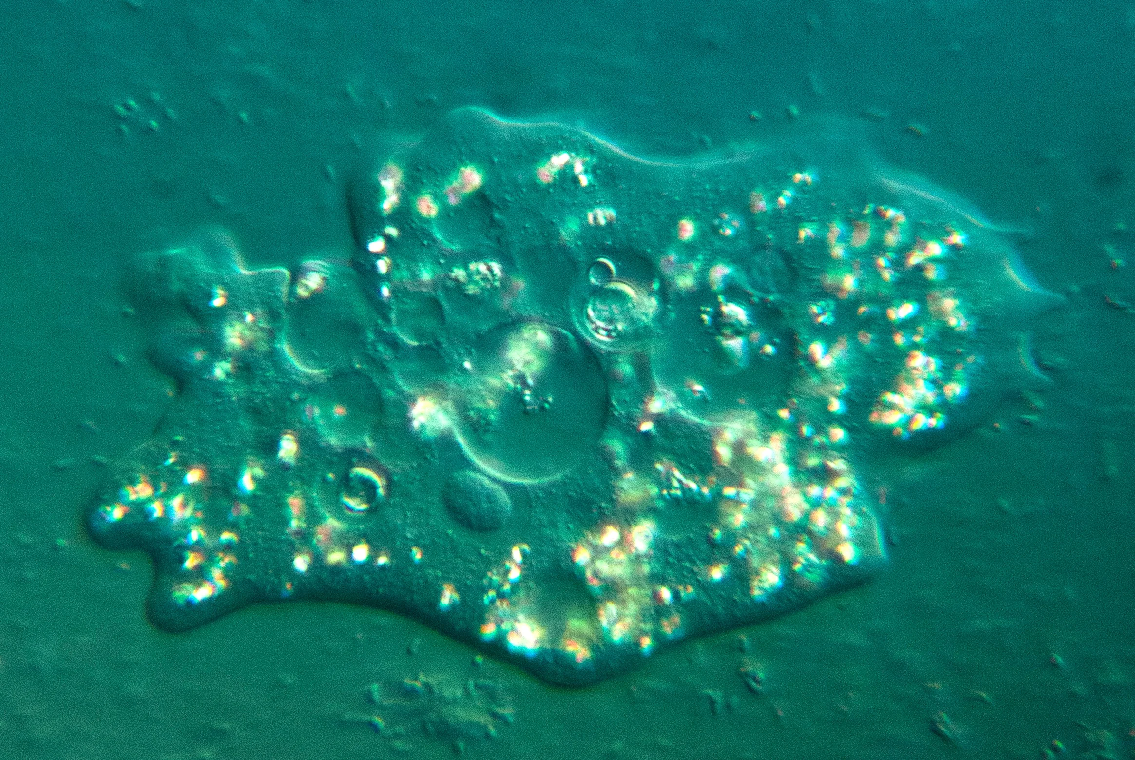 Amoeba.jpg