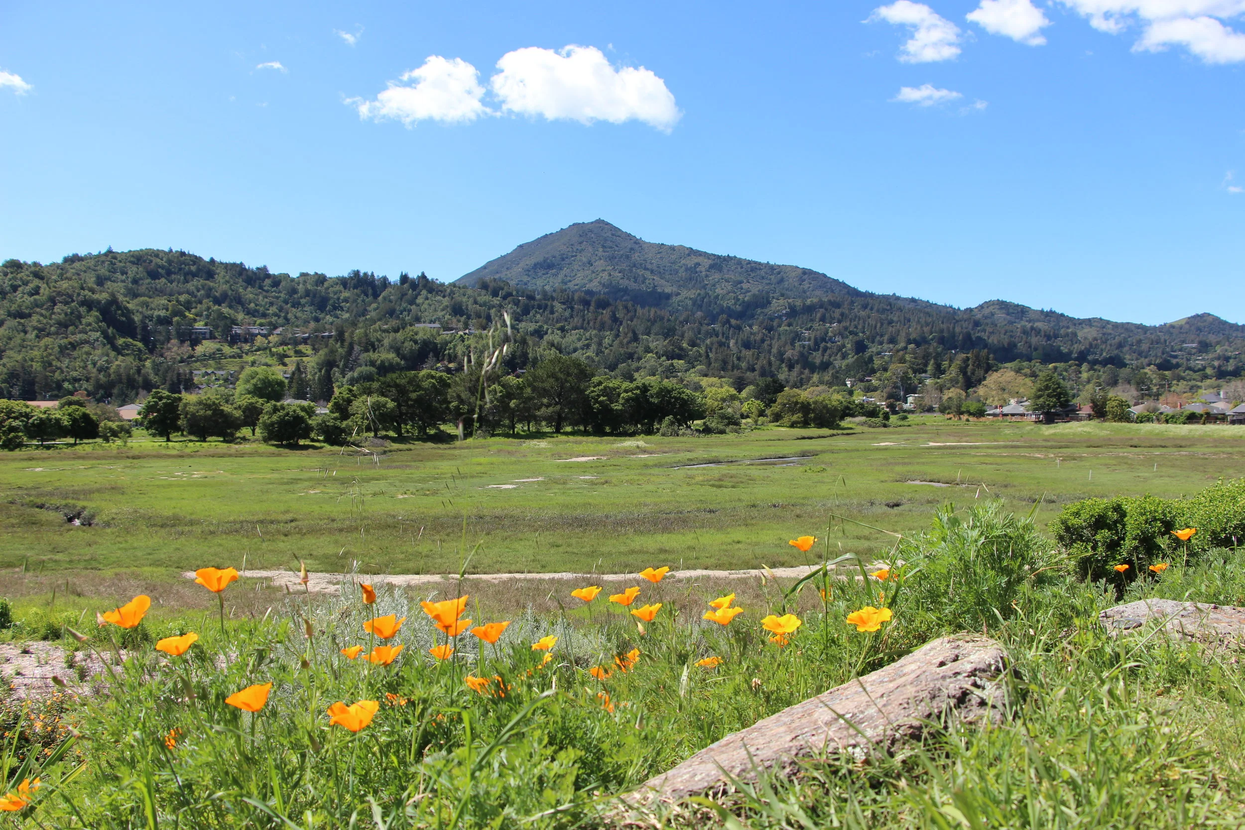 Volunteer Day- Restore Wildlife Habitat 