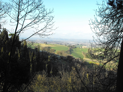 Looking over a vineyard in San Gimignano.