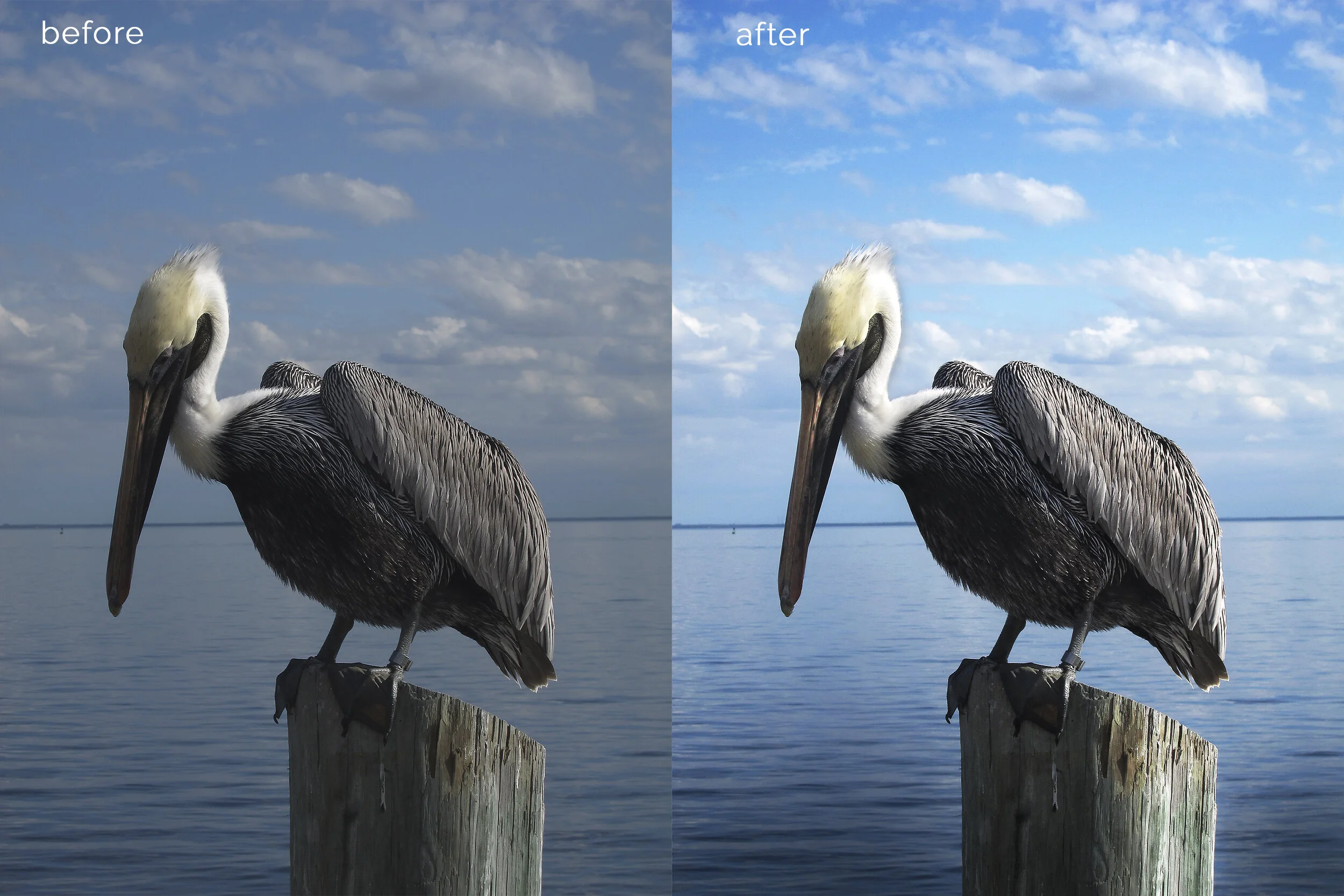 lone pelican ret.jpg
