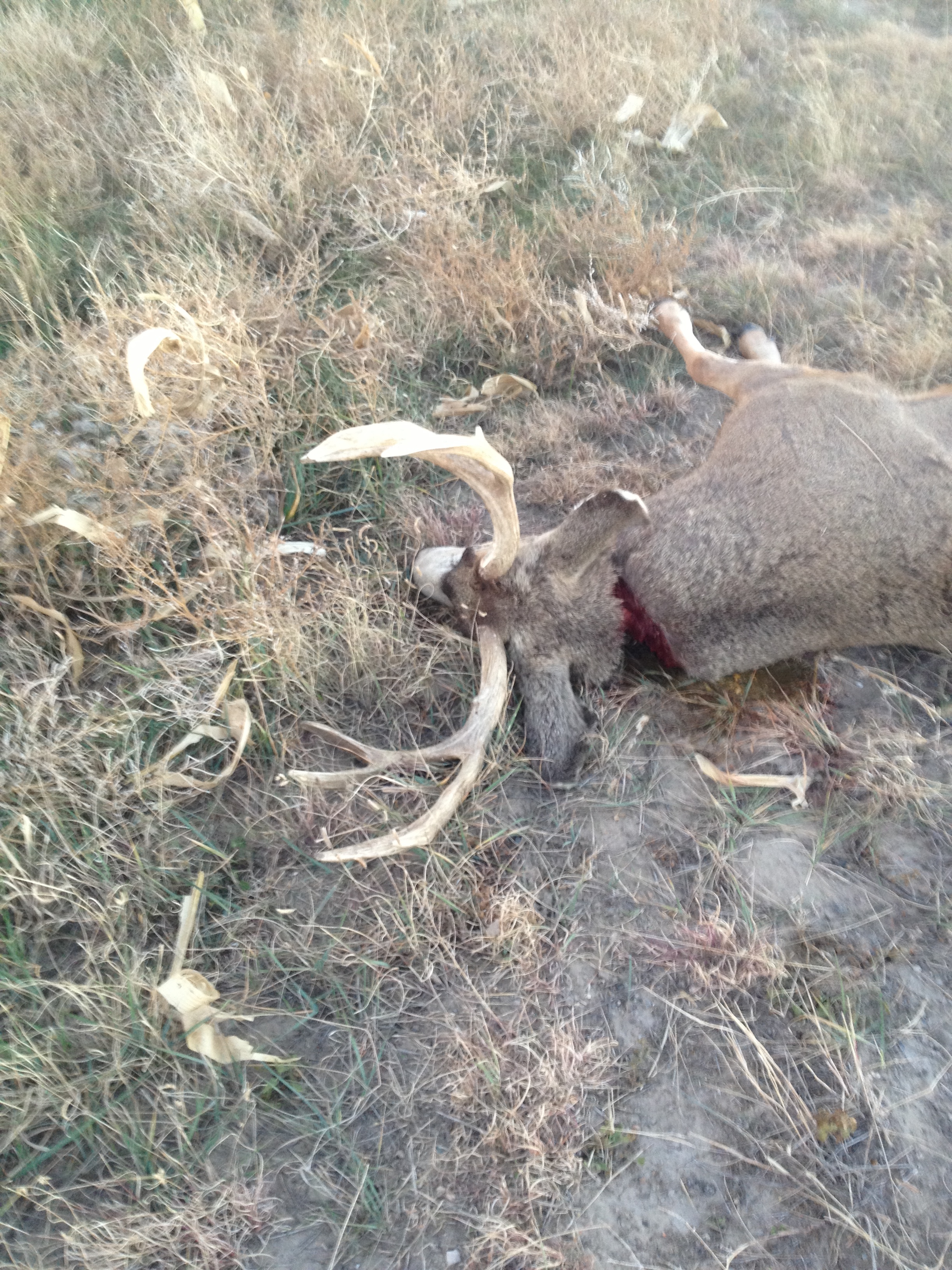 Mule deer where an attempt was made by an individual to take just the trophy portions by the individual. This is an example of what may be charged as a felony in Colorado under the statutes described here. If you are charged with any kind of Colorado Hunting Violation, consult with attorney Nathaniel Gilbert before paying your fines.