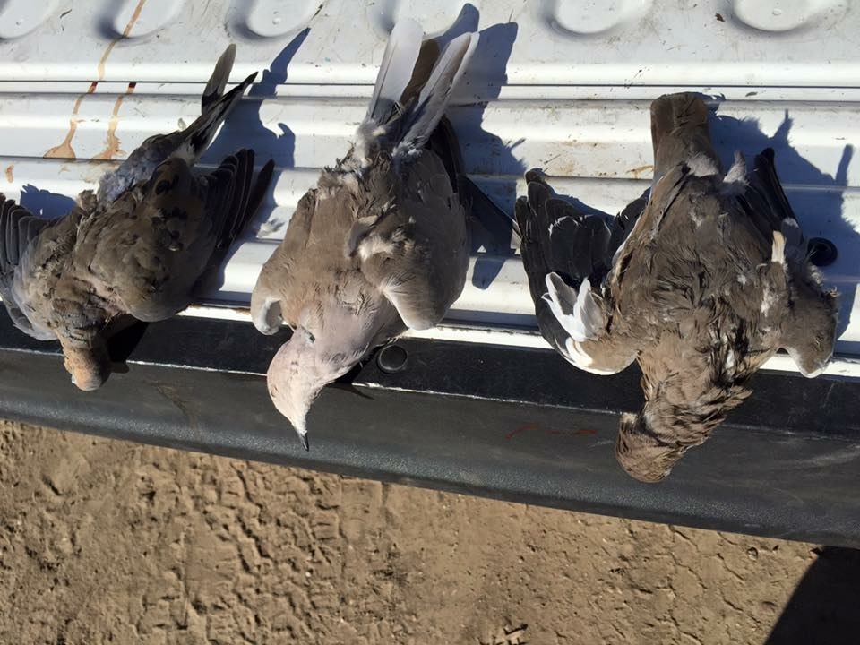 Identifying different species is crucial in staying legal. If stopped by a game warden, keeping your limits separated and species identified will help you avoid a hunting ticket.