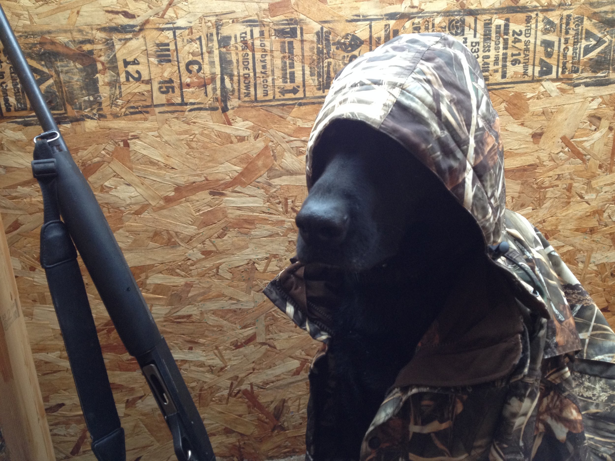While stylish, there are no laws regarding attire for hunting dogs while in the field.