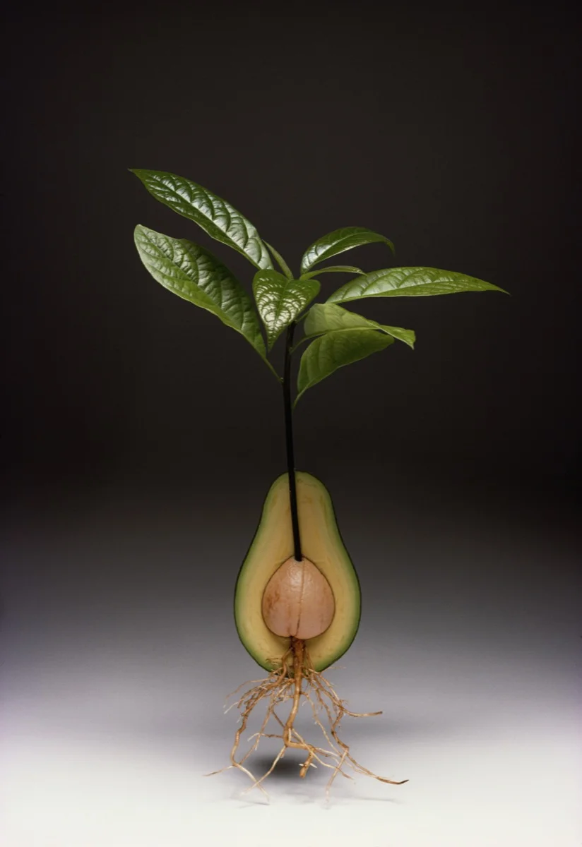 Avocado