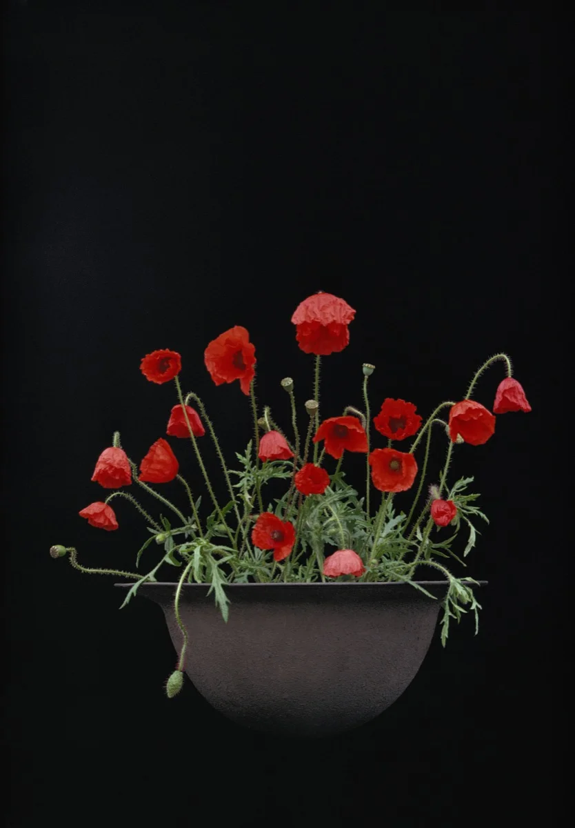Poppies In Helmet