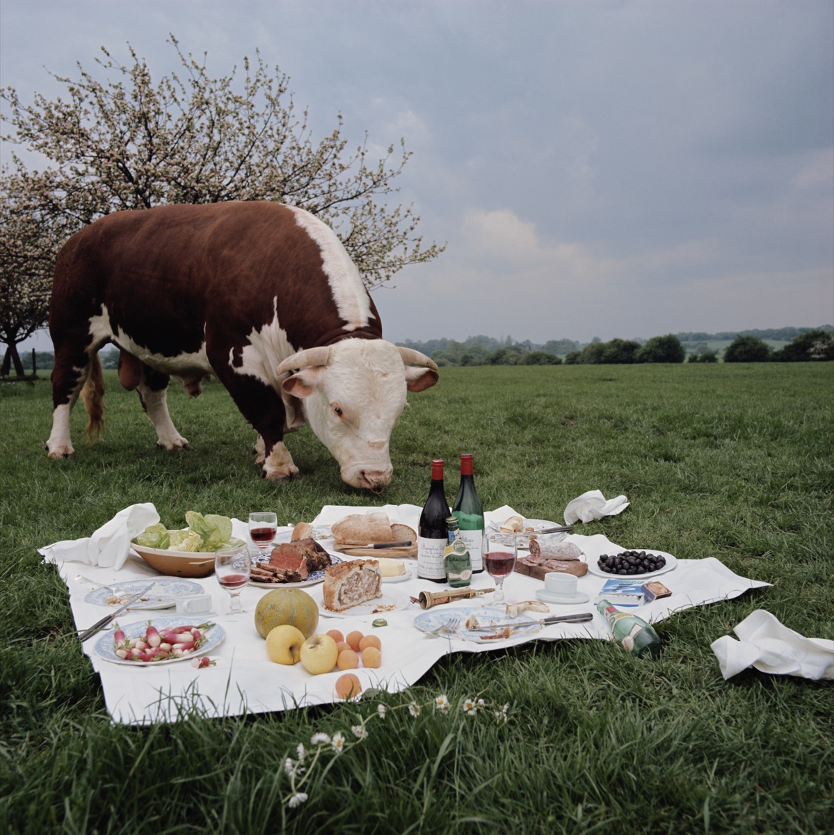 Bull And Picnic