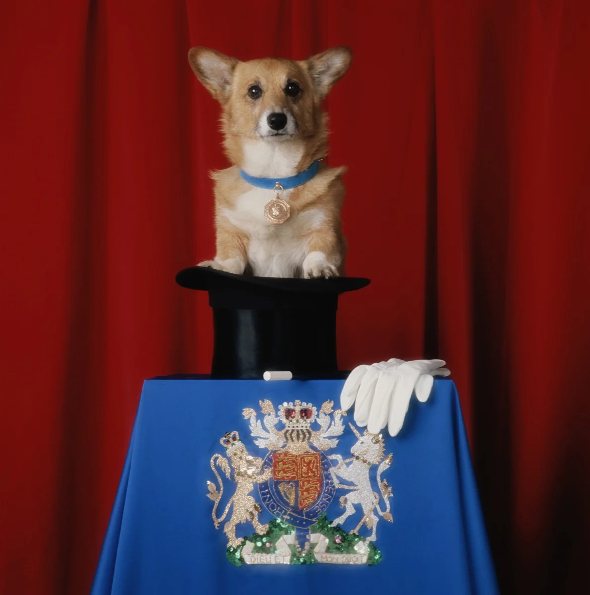 Corgi