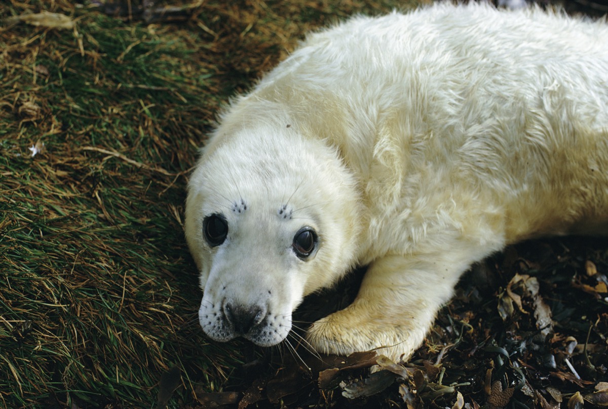 Baby Seal