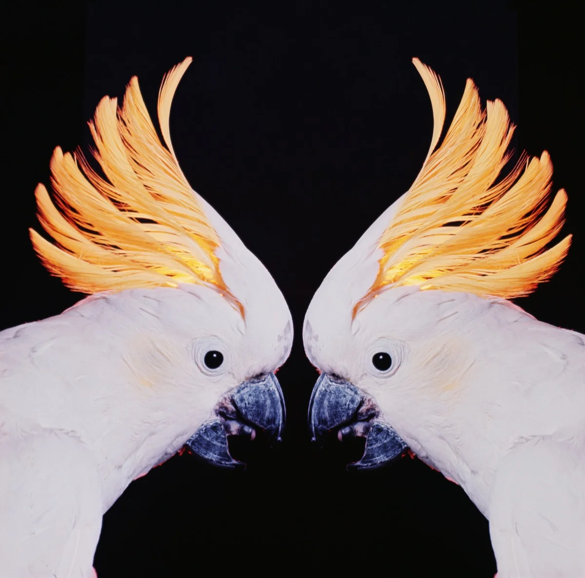 Cockatoos