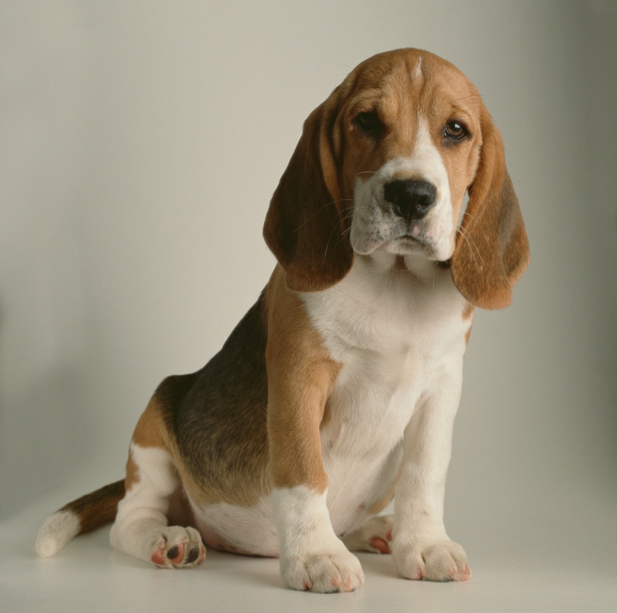 Basset Hound