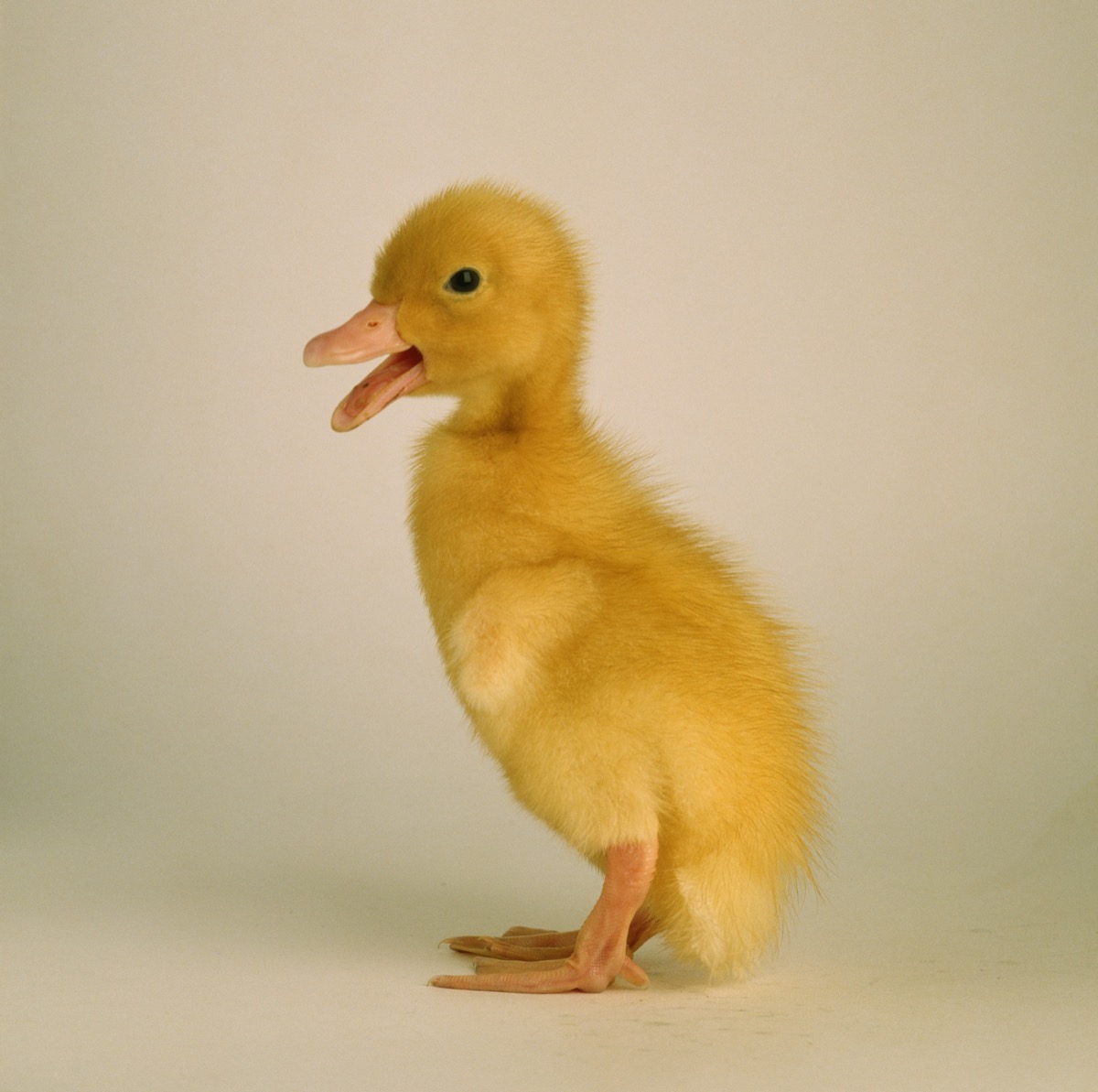 Duckling