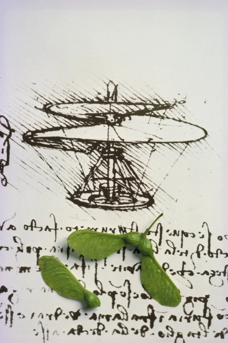 Leonardo da Vinci/Sycamore seeds