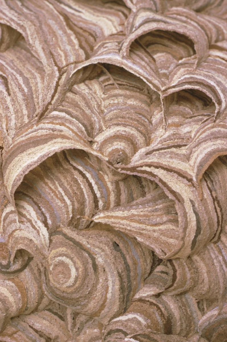 Wasps Nest