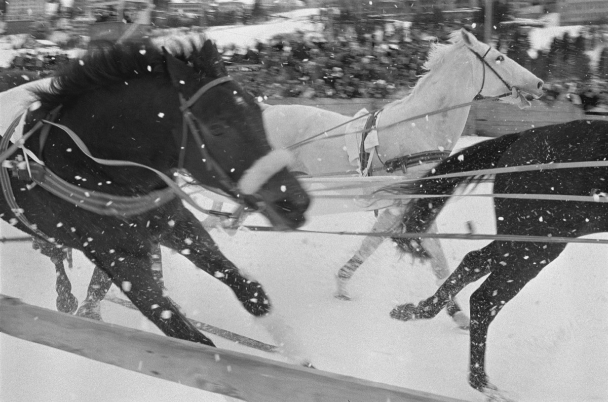 Horses Sleigh Racing