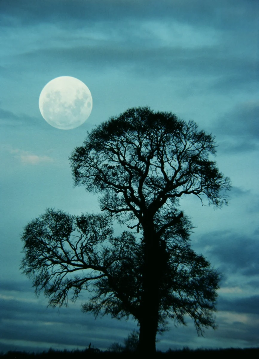 Moon and Elm
